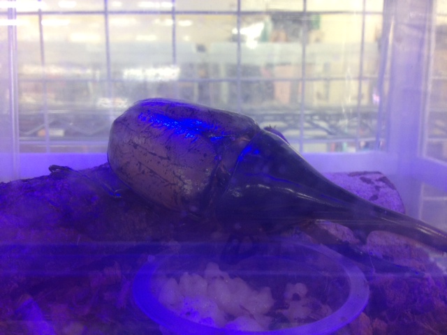 ヘラクレス・ヘラクレス極美個体