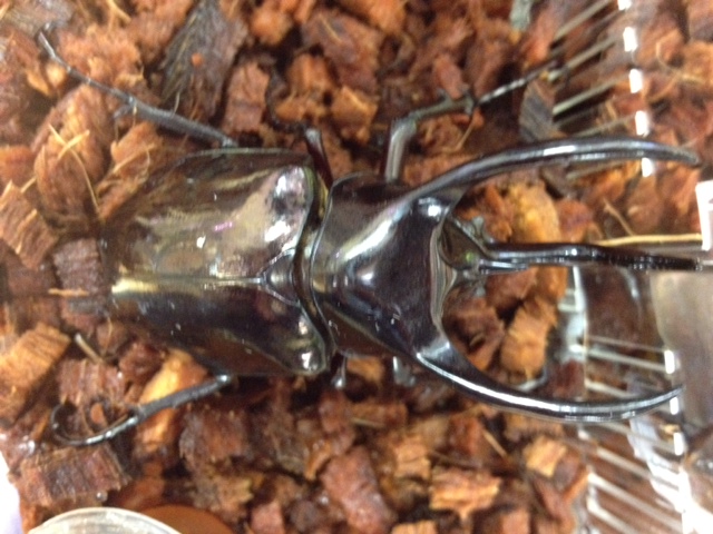 アトラス・オオカブトムシ