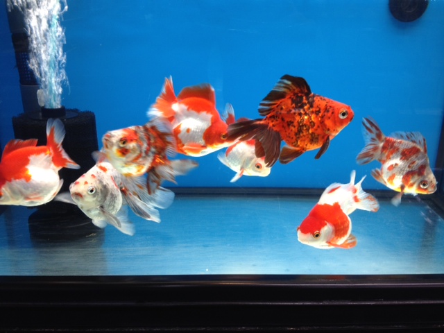 ショートテール琉金・更紗・キャリコ