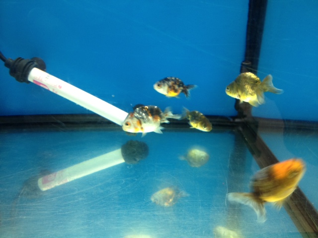 江戸錦・Sサイズ