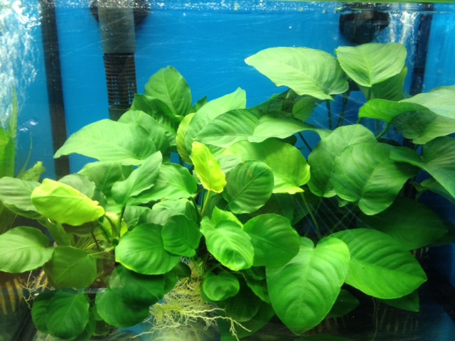 アヌビアス・バルテリー&ラウンドリーフ