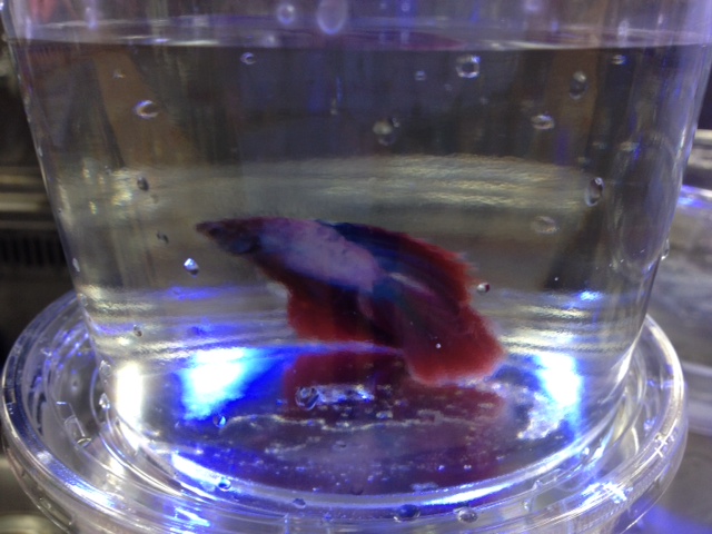 ショーベタ・ダブルテール