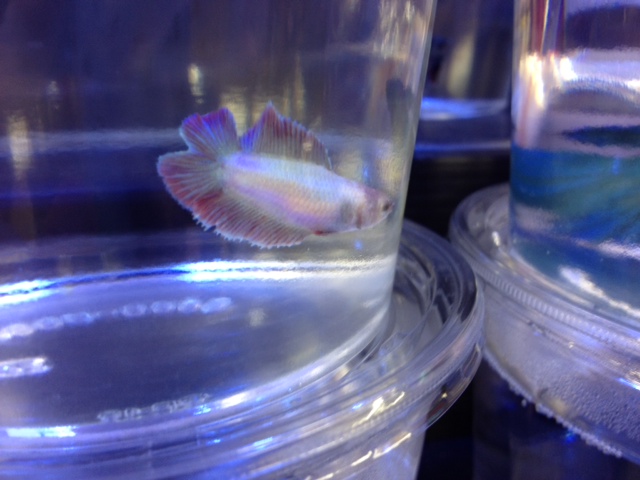 ショーベタ・ダブルテールメス