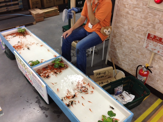 金魚すくい開催中!!