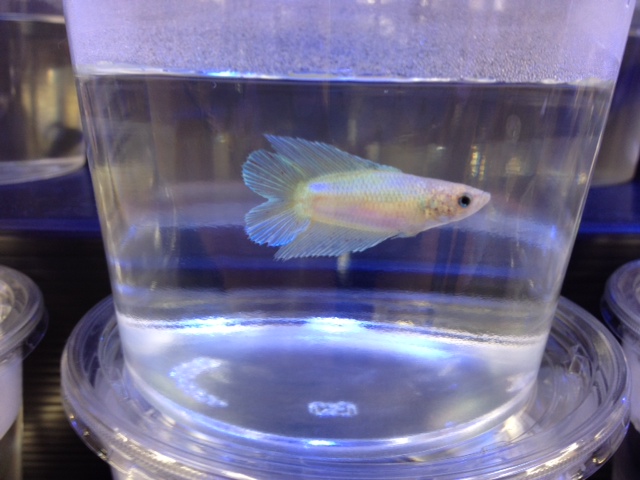 ショーベタ・ダブルテール・メス