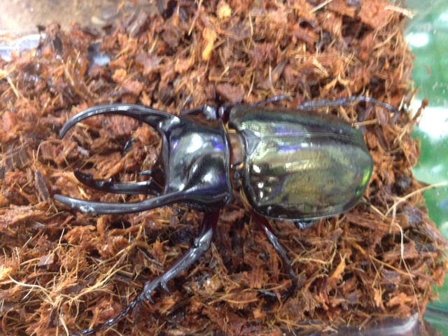 コーカサス・オオカブトムシ