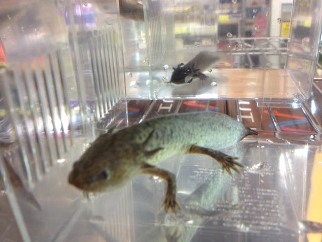 ウーパールーパー・ブラック・マーブル入荷