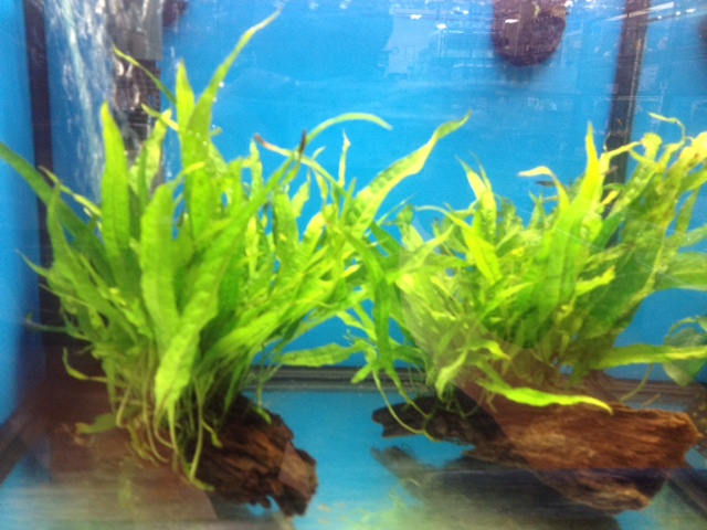 トロピカ社・ミクロナロー流木