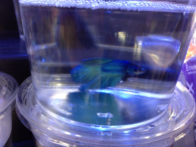 ショーベタ・スーパーデルタオス