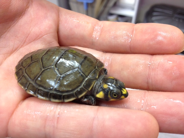 モンキヨコクビガメ・ベビー