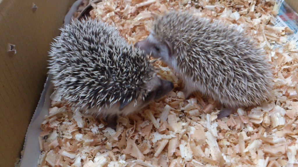 ピグミーヘッジホッグ