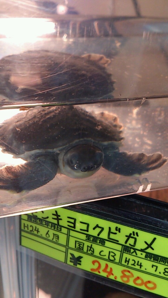 スッポンモドキ