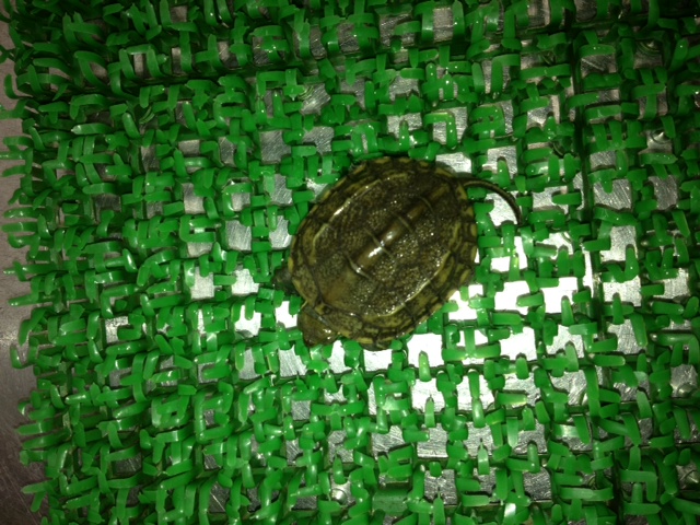 ウンキュウ特別個体!!