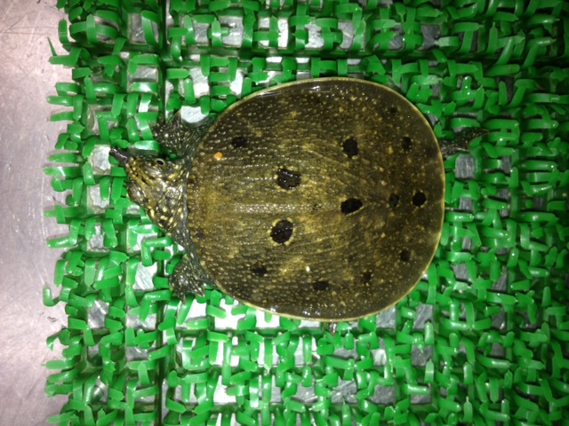 インドシナオオスッポン