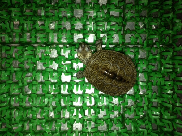 カロライナダイヤモンドバックテラピン