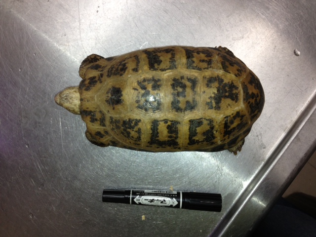 エロンガータ陸ガメB品