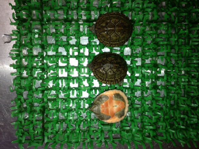 ヒメニオイガメ