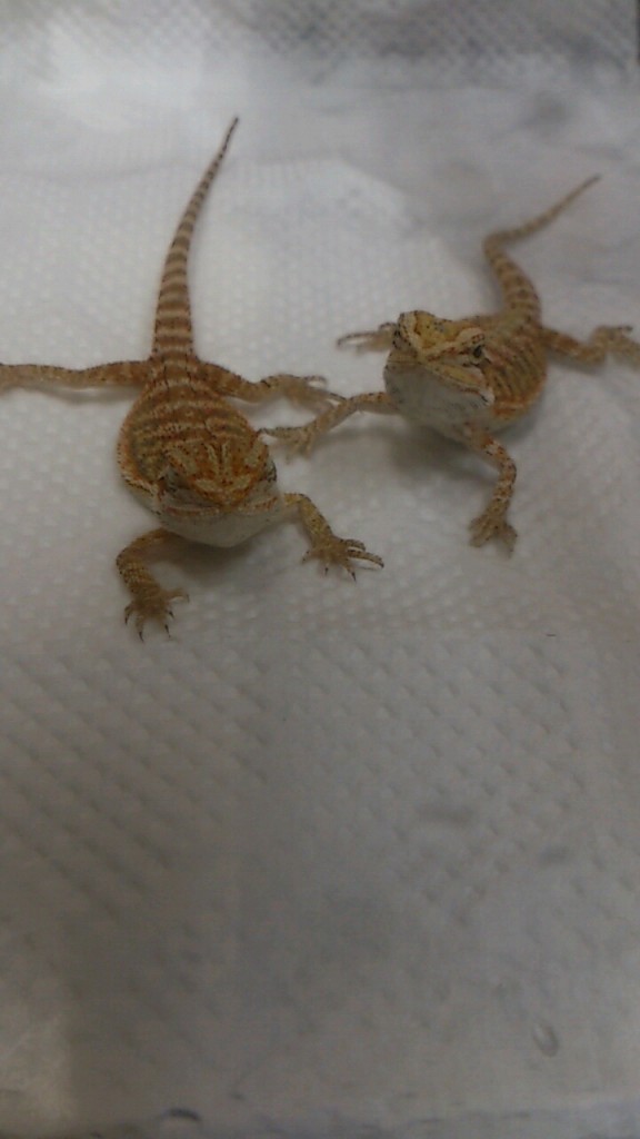 フトアゴヒゲトカゲ・レッド