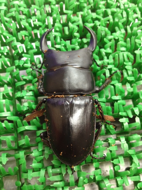 オオクワガタ73mm