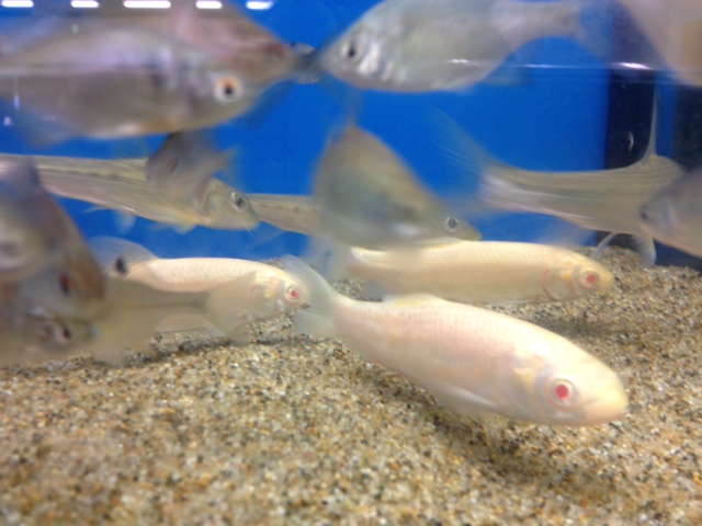 アルビノ草魚