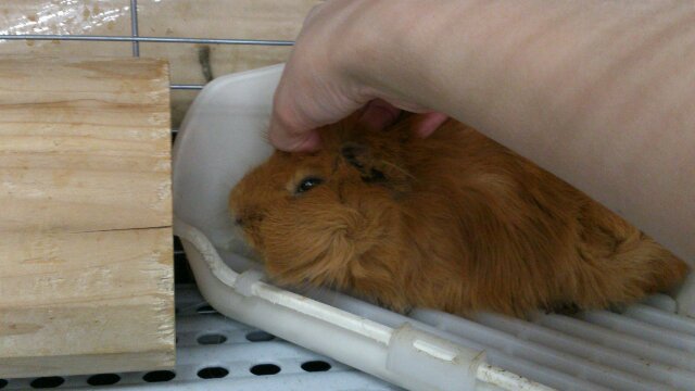 アビシニアンモルモット