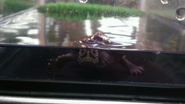 カロライナダイヤモンドバックテラピン3