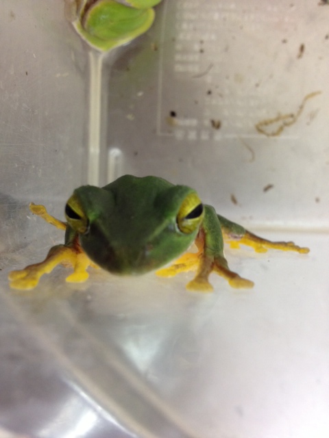 沖縄アオガエル♂