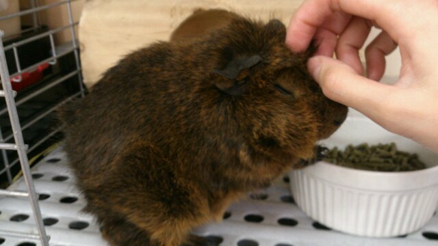 アビシニアンモルモット2