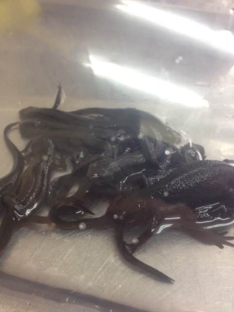 アカハライモリ♀