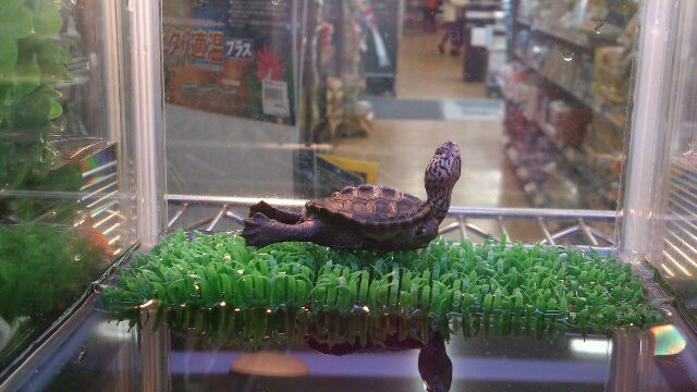 カロライナダイヤモンドバックテラピン2