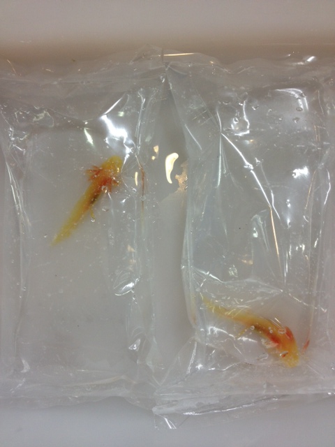 ゴールデンウーパールーパー