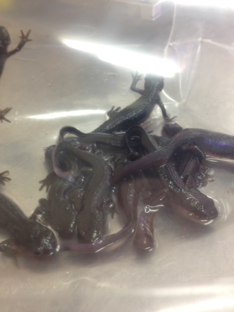 アカハライモリ♂