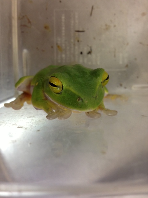 沖縄アオガエル♀