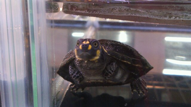 モンキヨコクビガメ