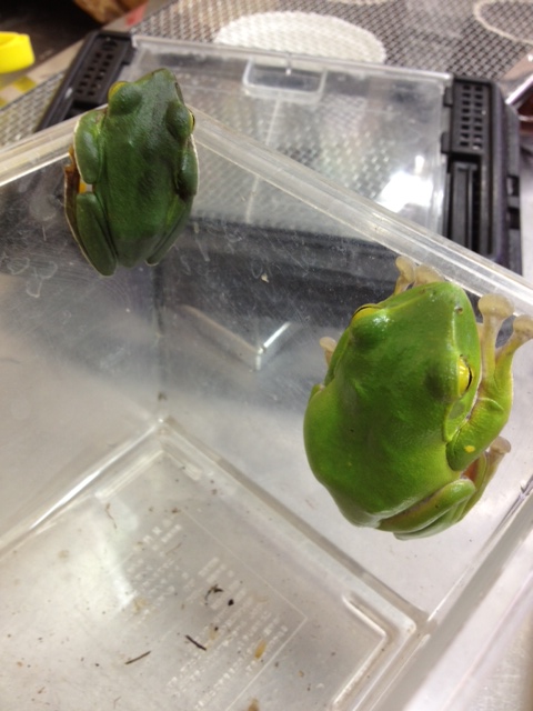 沖縄アオガエル