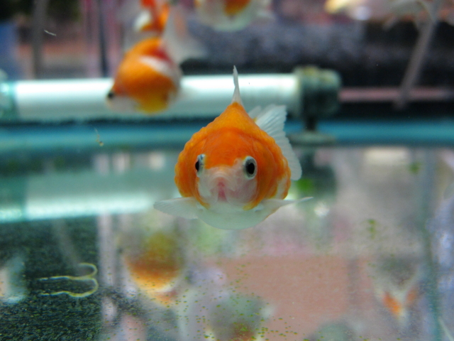 ピンポンパール