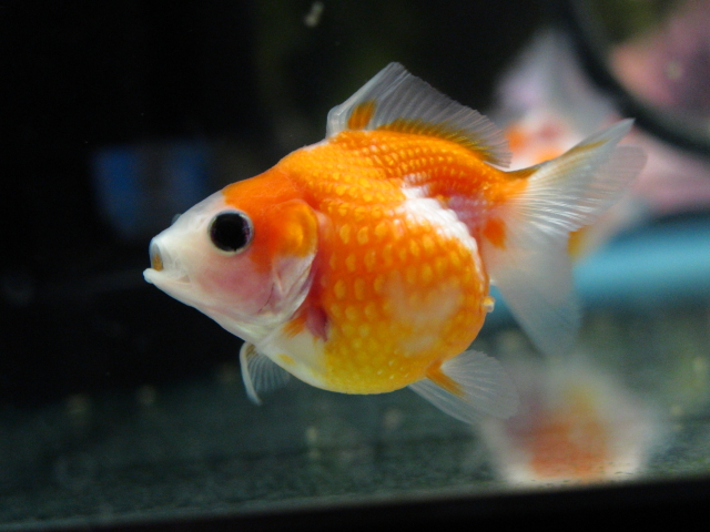 ピンポンパール