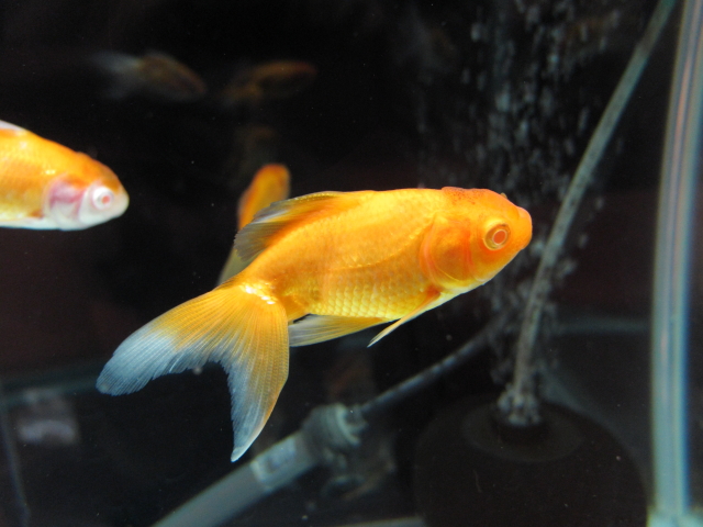 アルビノオランダ