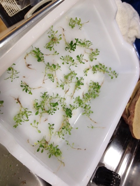 %1B%24B%3CL%3F%3F%1B%28B%204 - コピー (4)