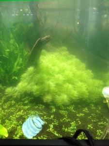 %1B%24B%3CL%3F%3F%1B%28B%201 - コピー (11)