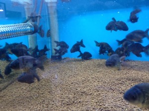 %1B%24B%3CL%3F%3F%1B%28B%201 - コピー (56)