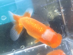 %1B%24B%3CL%3F%3F%1B%28B%203 - コピー (49)