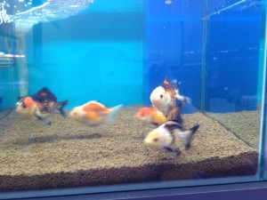 %1B%24B%3CL%3F%3F%1B%28B%201 - コピー (57)