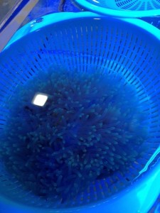 %1B%24B%3CL%3F%3F%1B%28B%204 - コピー (30)