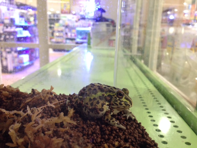 image1 - コピー (2)