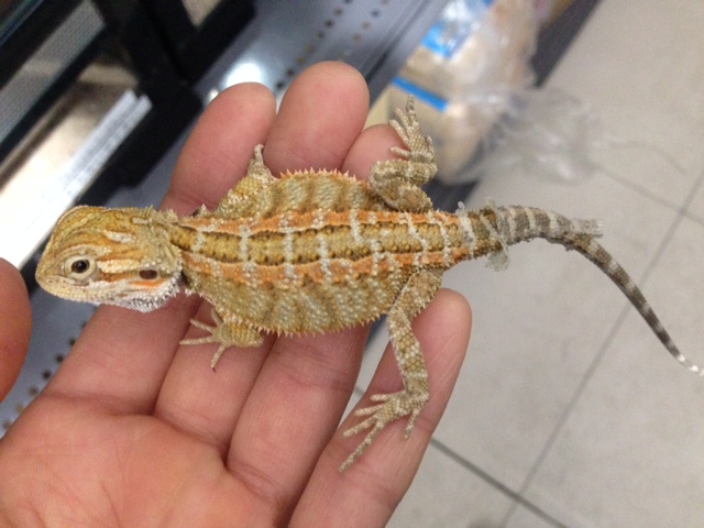 image2 - コピー (2)