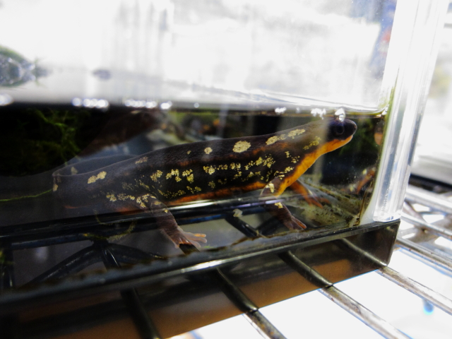 シリケンイモリ