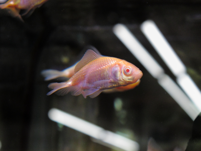 アルビノ三尾和金