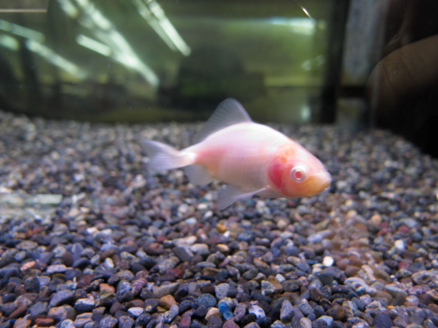 アルビノ桜三尾和金