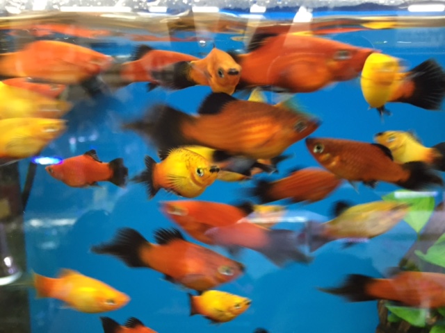 ピンテールプラティ